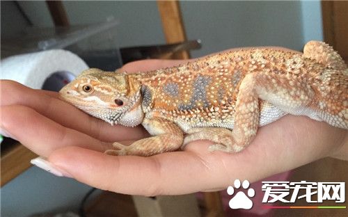 鬃獅蜥蜴顏色 正常鬃獅蜥蜴一般是灰白色