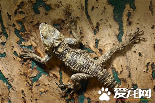 鬃獅蜥蜴顏色 正常鬃獅蜥蜴一般是灰白色