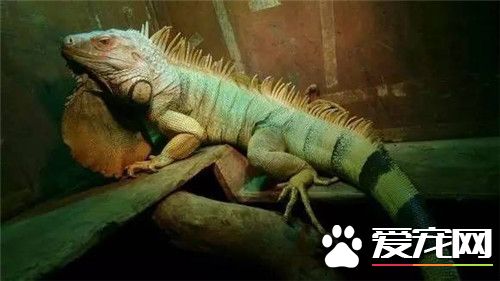 綠鬣蜥種類 綠鬣蜥品種分為紅鬣蜥和藍鬣蜥