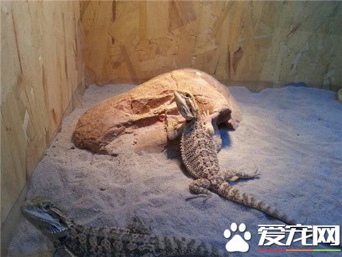 鬃獅蜥品種 常見的鬃獅蜥有2類變種的品種