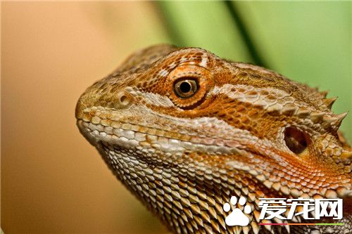 鬃獅蜥品種 常見的鬃獅蜥有2類變種的品種
