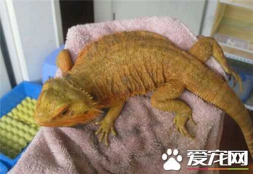 鬃獅蜥食量 每天3次喂食蟋蟀和綠色蔬菜
