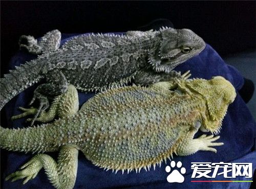 鬃獅蜥食量 每天3次喂食蟋蟀和綠色蔬菜