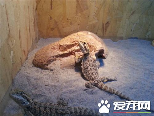 鬃獅蜥食量 每天3次喂食蟋蟀和綠色蔬菜