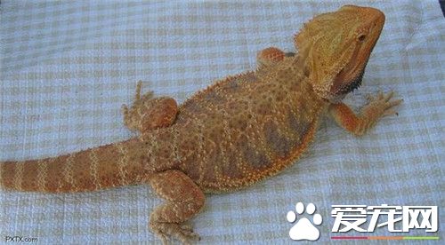 鬃獅蜥品種 常見的鬃獅蜥有2類變種的品種