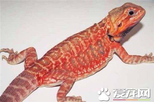鬃獅蜥壽命 鬃獅蜥壽命在7到10年左右
