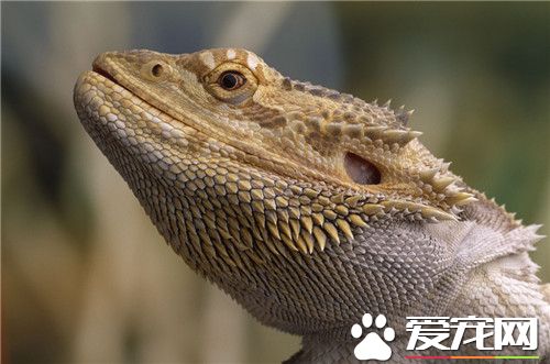鬃獅蜥缺鈣 鬃獅蜥缺鈣的原因有哪些