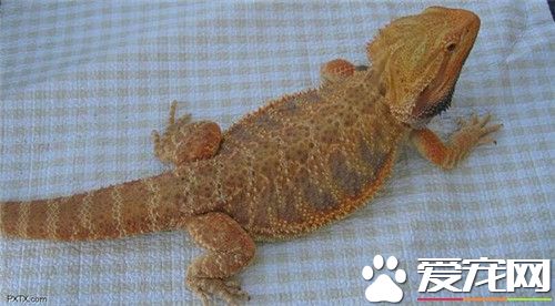 鬃獅蜥壽命 鬃獅蜥壽命在7到10年左右