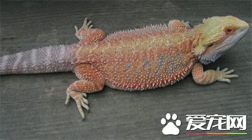 鬃獅蜥缺鈣 鬃獅蜥缺鈣的原因有哪些