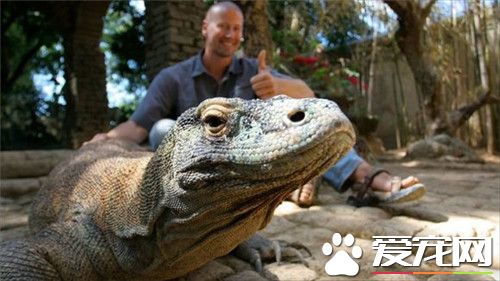 科莫多巨蜥的祖先 科莫多巨蜥又名科莫多龍