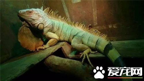 綠鬣蜥是變色龍嗎 綠鬣蜥不是變色龍