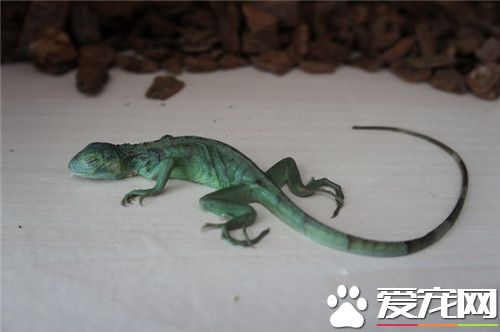 綠鬣蜥是變色龍嗎 綠鬣蜥不是變色龍