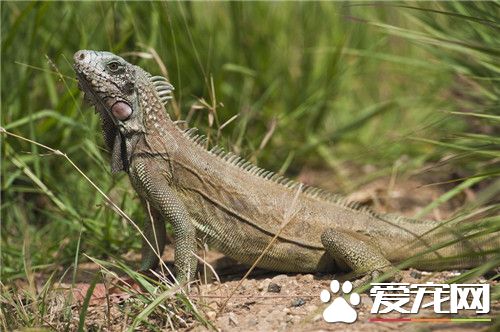 綠鬣蜥飼養環境 曬到紫外線是非常重要的
