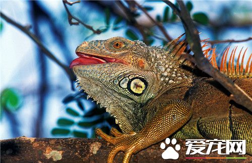 綠鬣蜥飼養環境 曬到紫外線是非常重要的