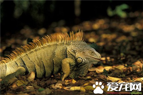 綠鬣蜥飼養環境 曬到紫外線是非常重要的
