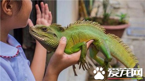 綠鬣蜥喜歡吃什麼 綠鬣蜥喜歡吃高鈣綠色植物
