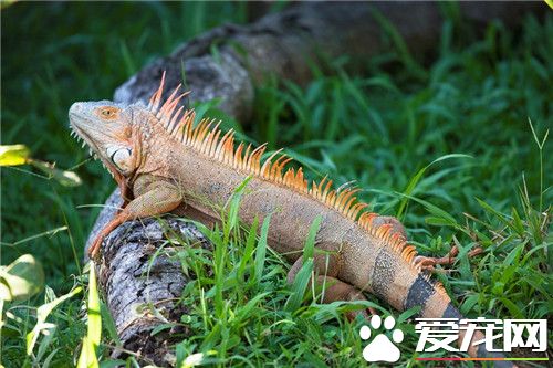 綠鬣蜥喜歡吃什麼 綠鬣蜥喜歡吃高鈣綠色植物