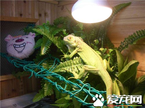 綠鬣蜥的壽命 綠鬣蜥可以活上10到15年以上