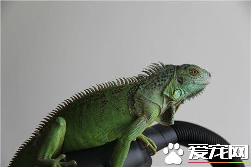 綠鬣蜥的壽命 綠鬣蜥可以活上10到15年以上