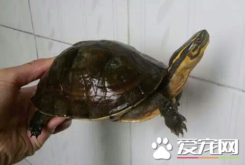 安布閉殼龜冬天怎麼辦 安布閉殼龜過冬的方式