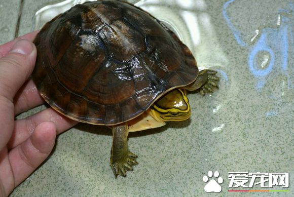 安布閉殼龜冬天怎麼辦 安布閉殼龜過冬的方式