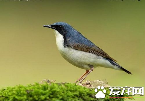藍歌鸲叫聲 藍歌鸲冬季發出生硬的低tak聲