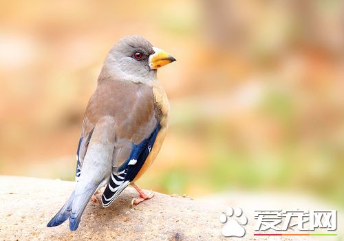 蠟嘴雀繁殖 黑頭蠟嘴雀人工繁殖方法