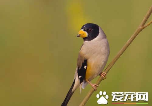蠟嘴雀壽命 家養的蠟嘴雀壽命5到10年左右
