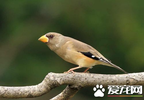 蠟嘴雀壽命 家養的蠟嘴雀壽命5到10年左右