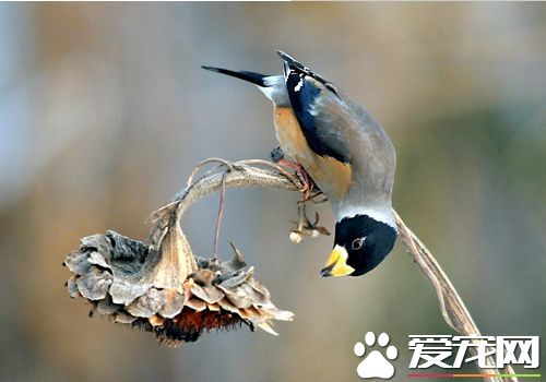 蠟嘴雀壽命 家養的蠟嘴雀壽命5到10年左右