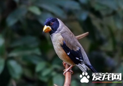 蠟嘴雀的飼養 蠟嘴雀冬天飼養的方法