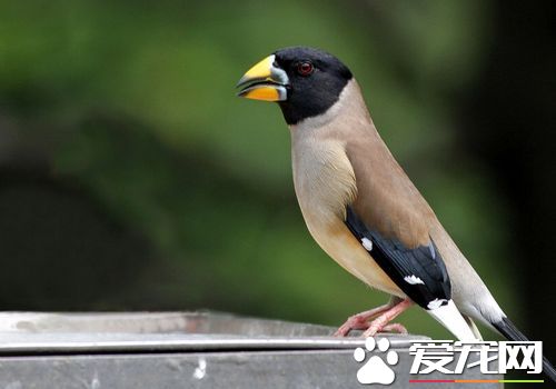 蠟嘴雀的叫聲 蠟嘴雀叫的音長似響亮哨聲