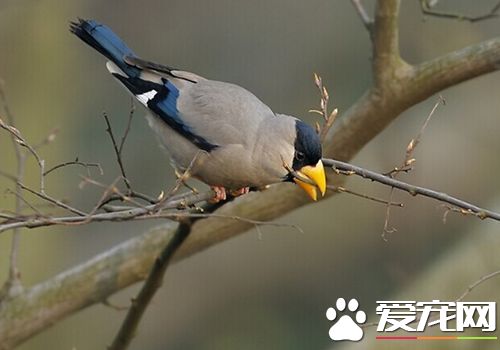 蠟嘴雀的叫聲 蠟嘴雀叫的音長似響亮哨聲