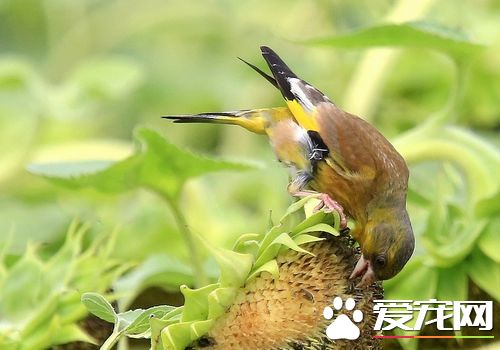 金翅雀飼養 金翅雀可飼養於小型籠中