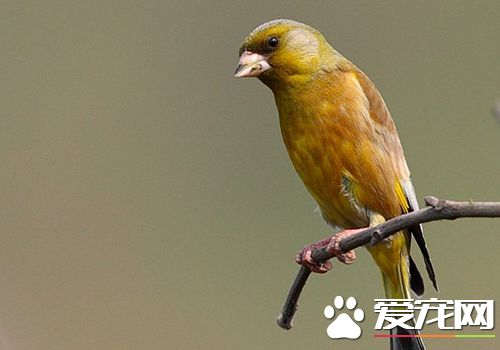 金翅雀喂養 只要食水充足籠子衛生搞好就行