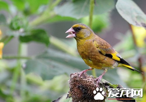 金翅雀喂養 只要食水充足籠子衛生搞好就行