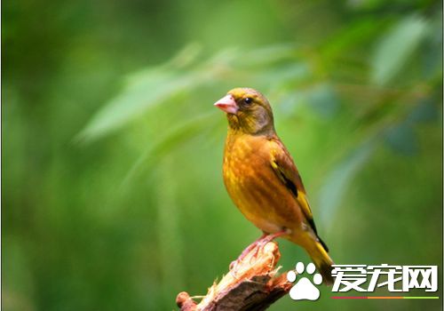 金翅雀飼養 金翅雀可飼養於小型籠中