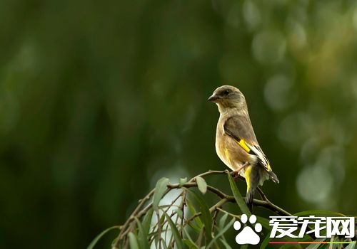 金翅雀繁殖 繁殖期集中在每年的3到8月
