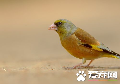 金翅雀繁殖 繁殖期集中在每年的3到8月