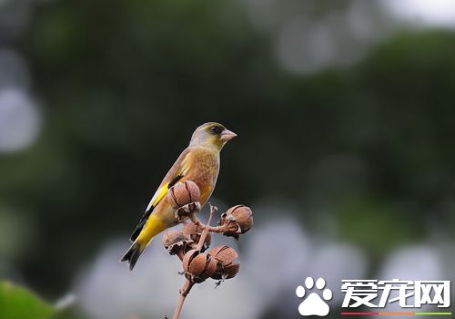 金翅雀的叫聲 金翅雀什麼時候開始叫
