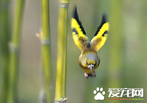金翅雀的叫聲 金翅雀什麼時候開始叫