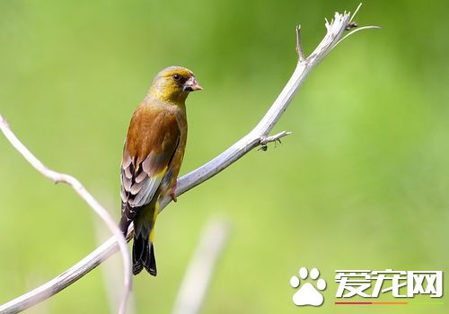 金翅雀的壽命 金翅雀的壽命一般是3年左右