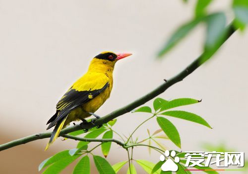 黃鹂鳥外形 毛片緊薄體形如梭的善飛身材