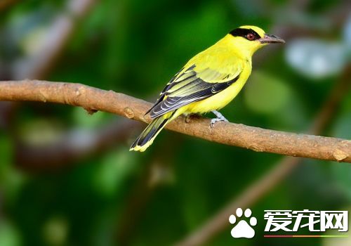 黃鹂鳥外形 毛片緊薄體形如梭的善飛身材