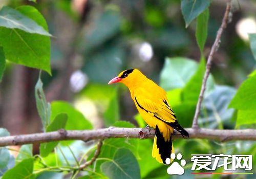 黃鹂鳥外形 毛片緊薄體形如梭的善飛身材