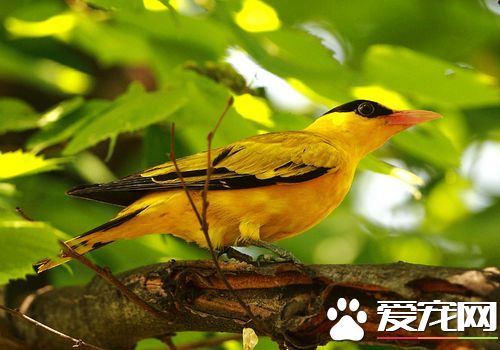 黃鹂鳥是怎麼叫的 黃鹂鳥是大自然的歌唱家