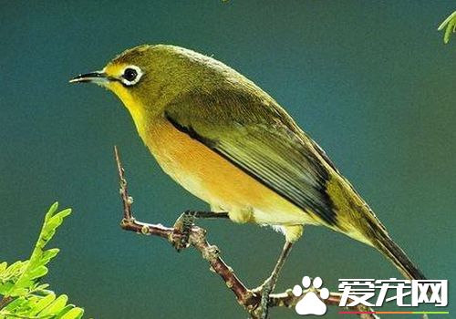 黃鹂鳥是怎麼叫的 黃鹂鳥是大自然的歌唱家