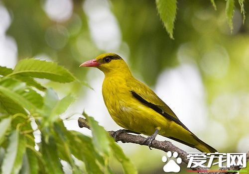 黃鹂鳥是什麼鳥 黃鹂鳥是家庭飼養的上乘鳥