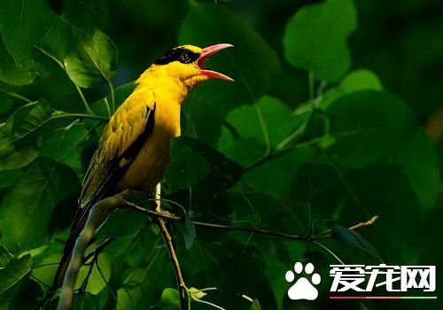黃鹂鳥是什麼鳥 黃鹂鳥是家庭飼養的上乘鳥