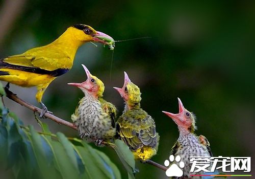 黃鹂鳥叫聲 鳴聲圓潤嘹亮低昂有致富有韻律